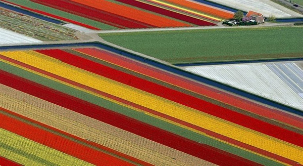 TulipfieldsLisseNetherlands